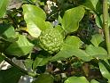 Kaffir lime_2